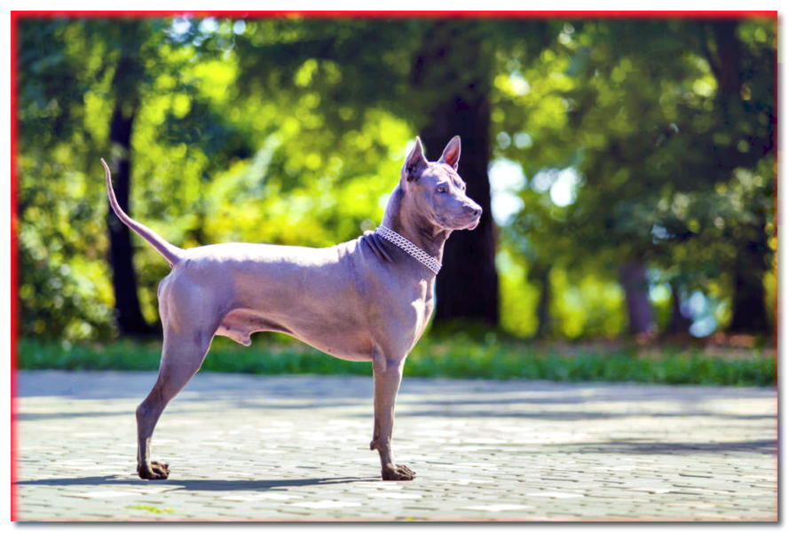 THAI RIDGEBACK - razas de perros - dogscap.com