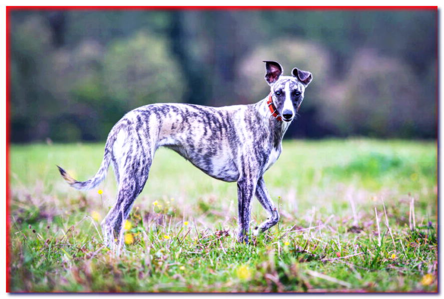 WHIPPET - razas de perros - dogscap.com