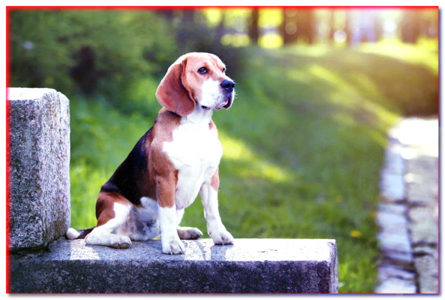 Beagle - descripción de la raza, precio, carácter - razas de perros - dogscap.com