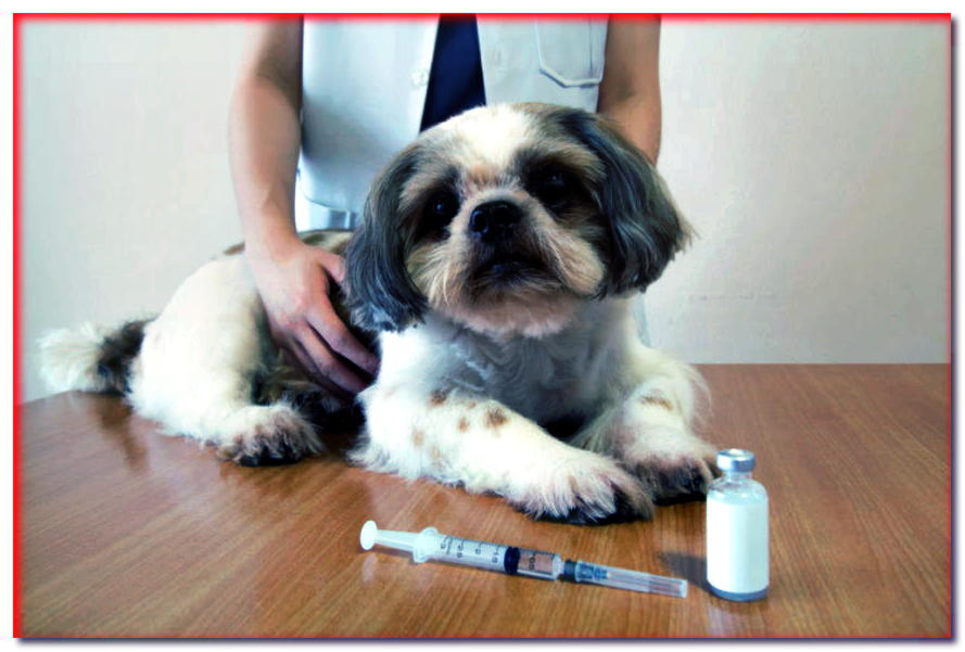 Diabetes en perros: síntomas y tratamiento