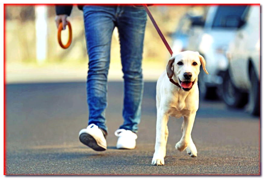 ¿Por qué el perro se rompe con la correa? - Consejos de expertos para perros - dogscap.com