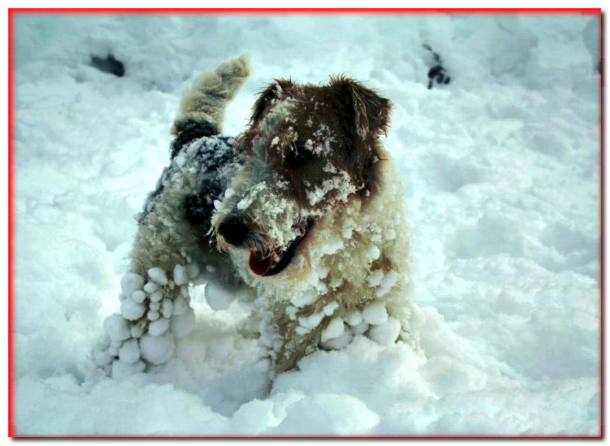 Hacer un muñeco de nieve o que hacer con un perro cubierto de nieve