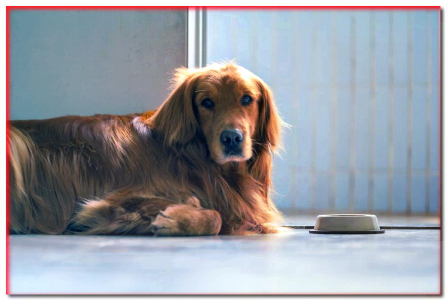 ¿Los alimentos sin cereales aumentan el riesgo de enfermedad cardíaca de su perro? - dogscap.com