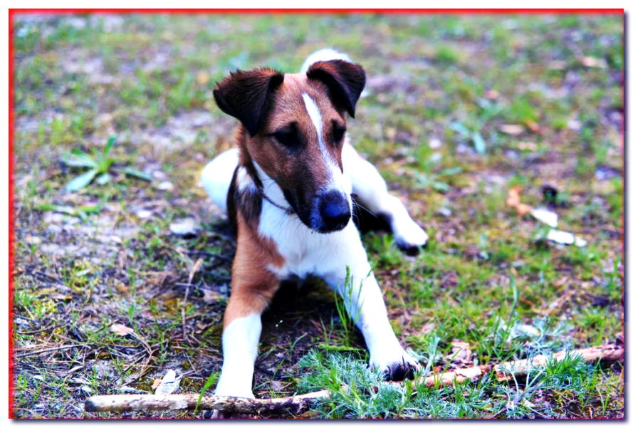 Fox terrier de pelo corto - razas de perros - dogscap.com