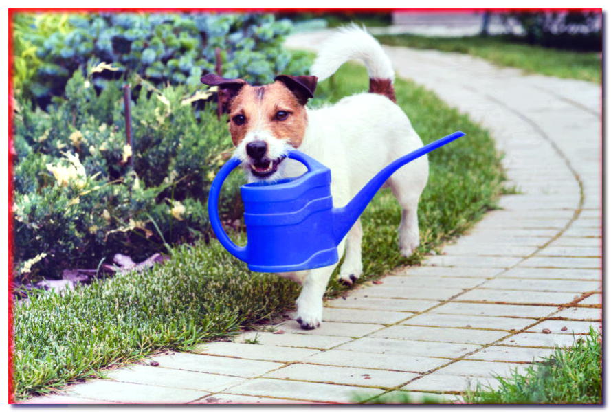 ¿Cómo proteger tu jardín de un perro?