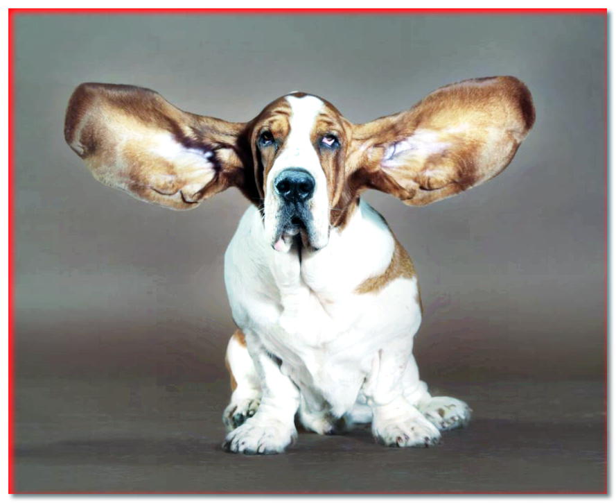 ¿Cómo cuidar las orejas de tu perro?