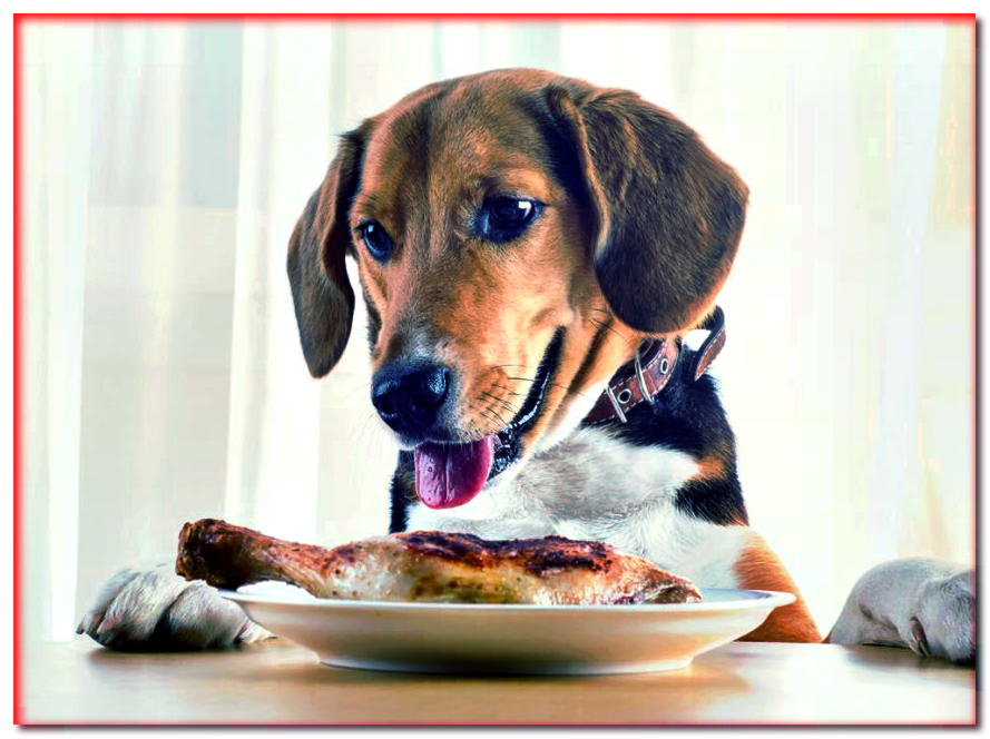 ¿Cómo alimentar adecuadamente a tu perro?