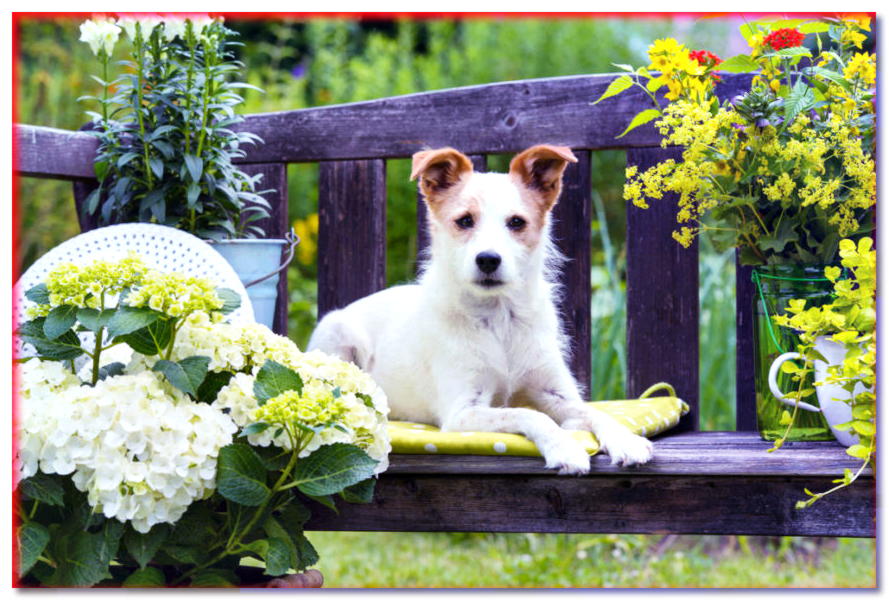 Todo está en el jardín y el perro está feliz. ¿Cómo proteger las plantas de las mascotas?