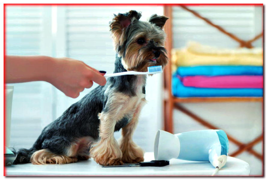 ¿Cómo se convence a un perro para que se cepille los dientes?