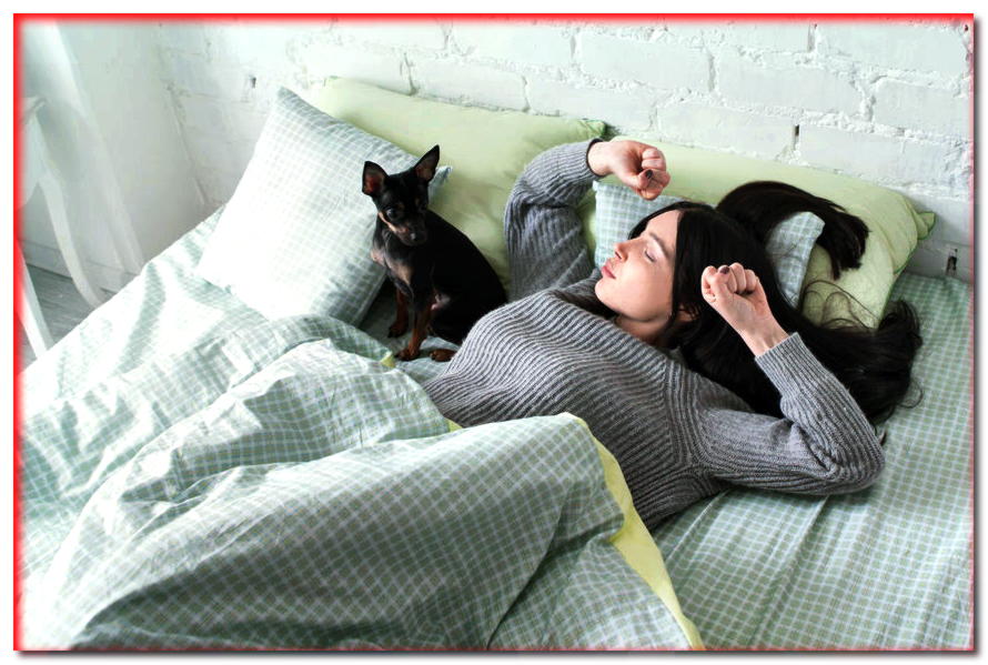¿Poner a dormir a su perro o cómo enseñarle a dormir más tiempo? - dogscap.com