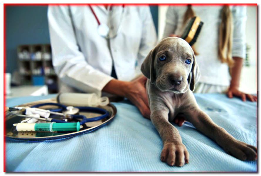 ¿Está el cachorro en el veterinario por primera vez? ¡Vea cómo podría verse!