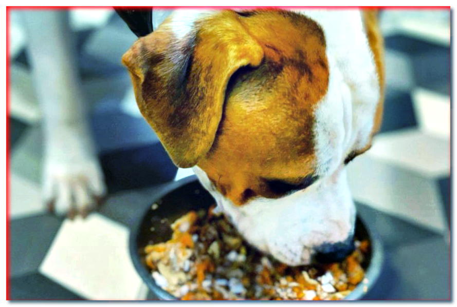 Si no es comida seca, ¿entonces qué? ¡Aprenda sobre la nutrición para perros del siglo XXI!