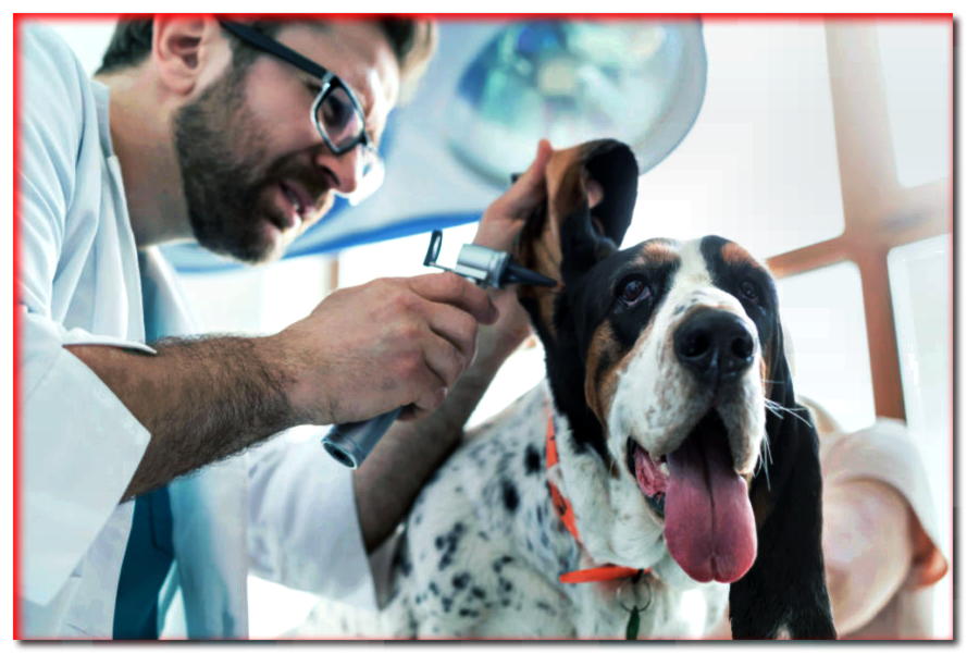 ¿Tu perro necesita una prueba de audición?