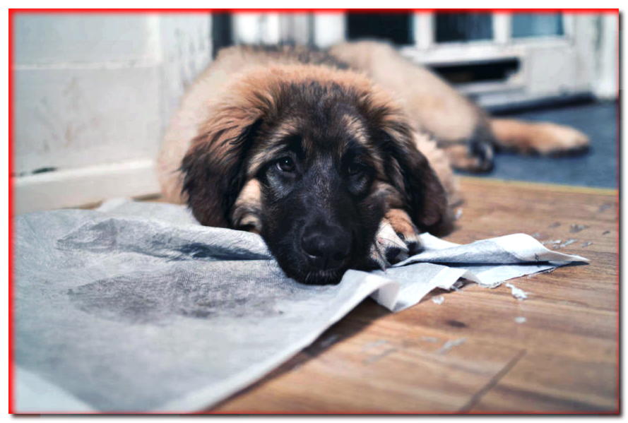 ¿Cómo enseñar a un cachorro a limpiar? ¡Tenemos 3 métodos para esto! - dogscap.com