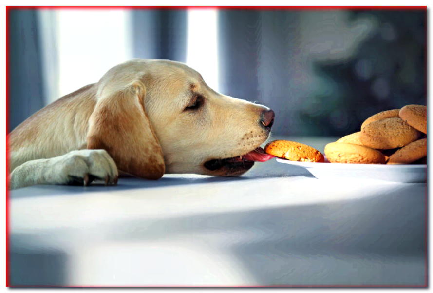¿Cómo diversificar la dieta de tu perro? ¡Aquí hay algunos bocadillos fáciles para perros!