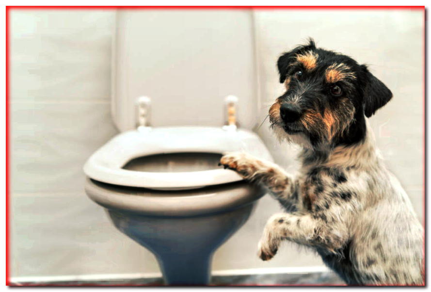 ¿Por qué el perro bebe agua del inodoro?