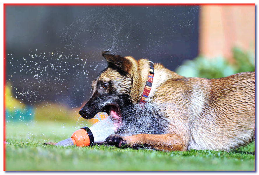 ¿Tiene fiebre y su perro está tosiendo? ¡Nada inusual! - Blogs de perros - dogscap.com
