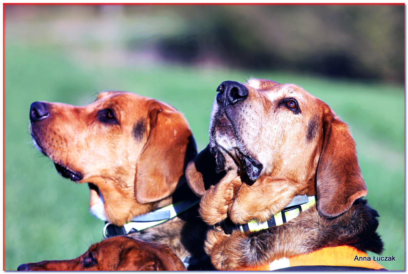 POLISH OGAR - razas de perros - dogscap.com