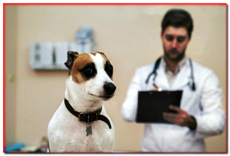 ¿Qué perros le tienen más miedo al veterinario?