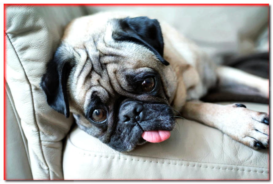¿Por qué el perro saca la lengua? ¡Aquí hay 4 razones asombrosas!