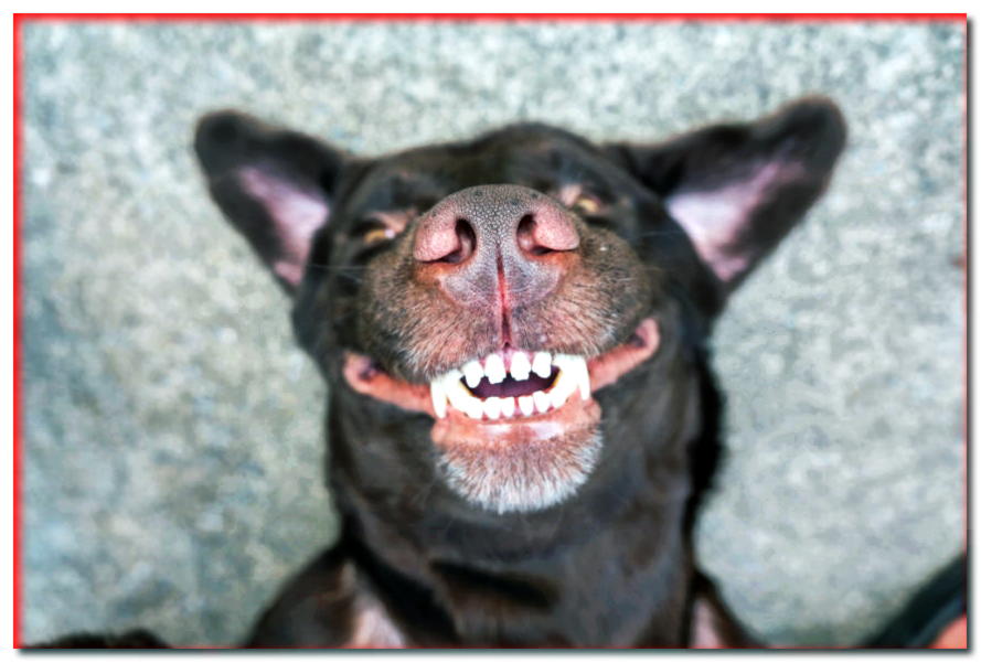 7 formas de tratar los dientes de perro