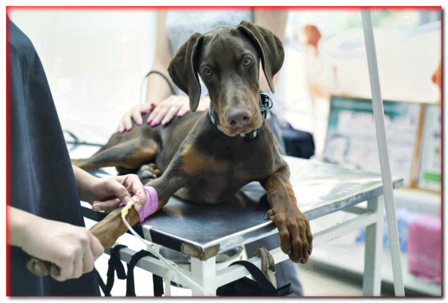 ¡10 situaciones en las que necesitas llevar a tu perro al veterinario!