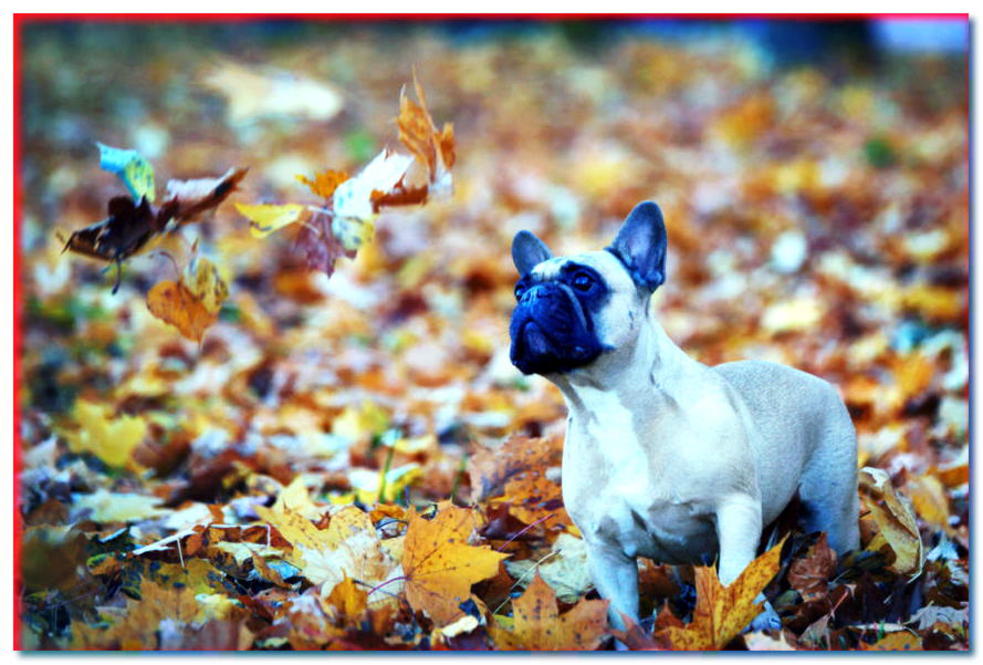 Las 10 mejores tendencias de otoño para tu perro