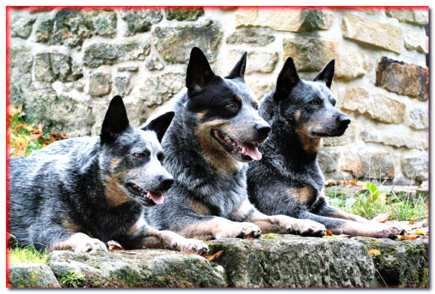 ¿Conoces estas razas de perros? ¡Aquí hay 5 razas menos conocidas!