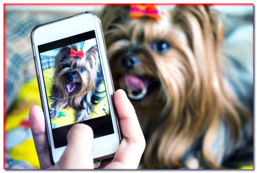 ¿Cómo sacar la foto perfecta de tu perro? ¡Comprueba si conoces estos 5 trucos!