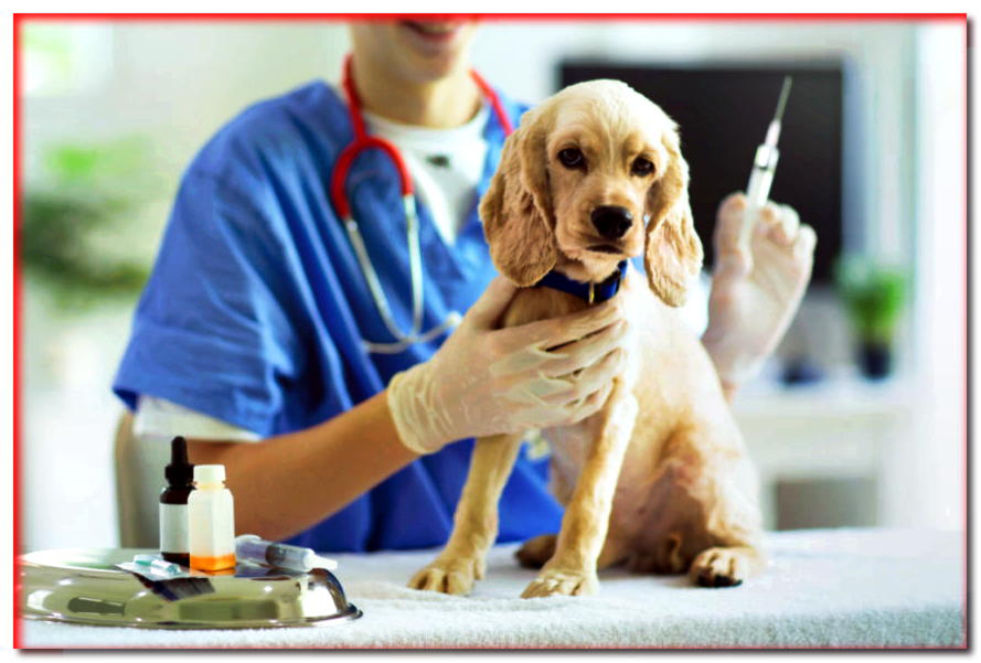 ¿Cuándo vacunar a un cachorro?