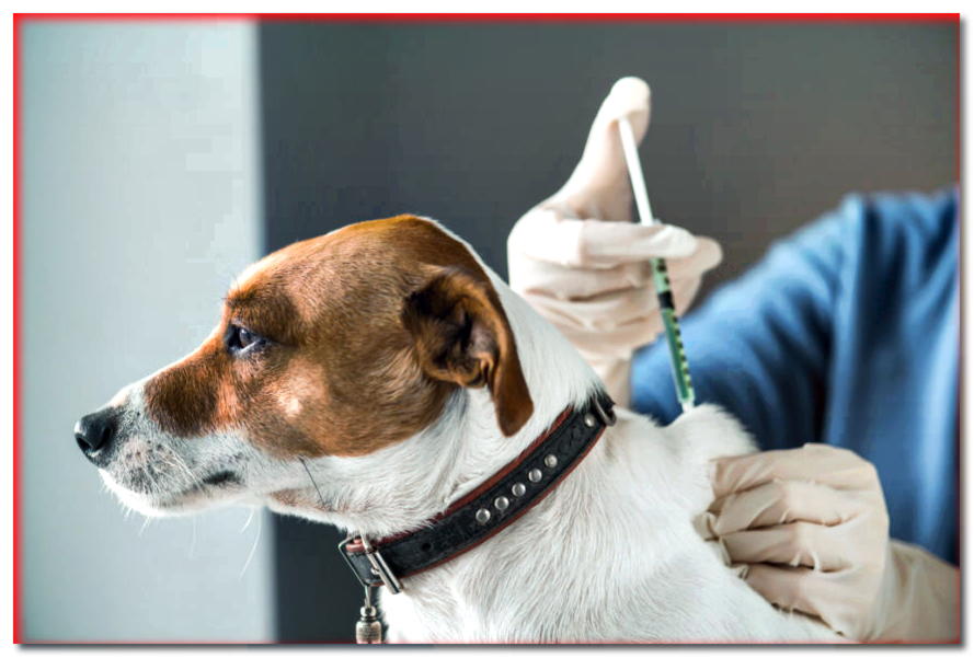 Todo sobre la vacunación de tu perro. ¡Toda escolta responsable debe saber esto!