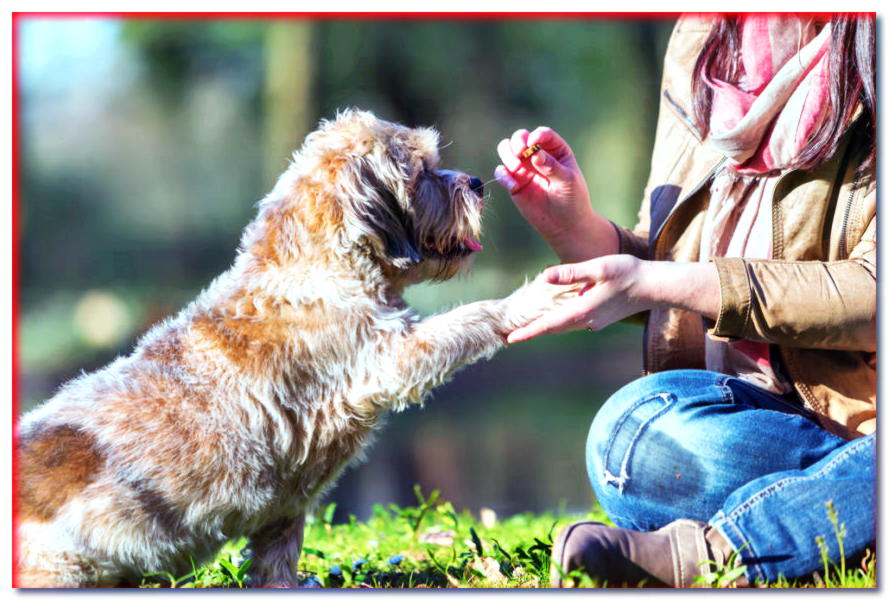¡Aprende trucos para perros que te harán la vida más fácil! - dogscap.com