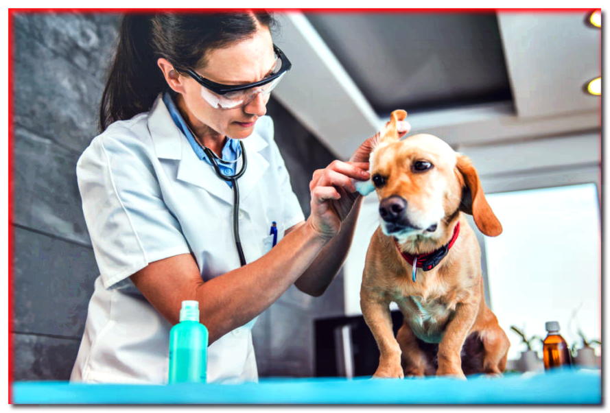 Infección del oído del perro: ¿de dónde viene y cómo prevenir la recurrencia?