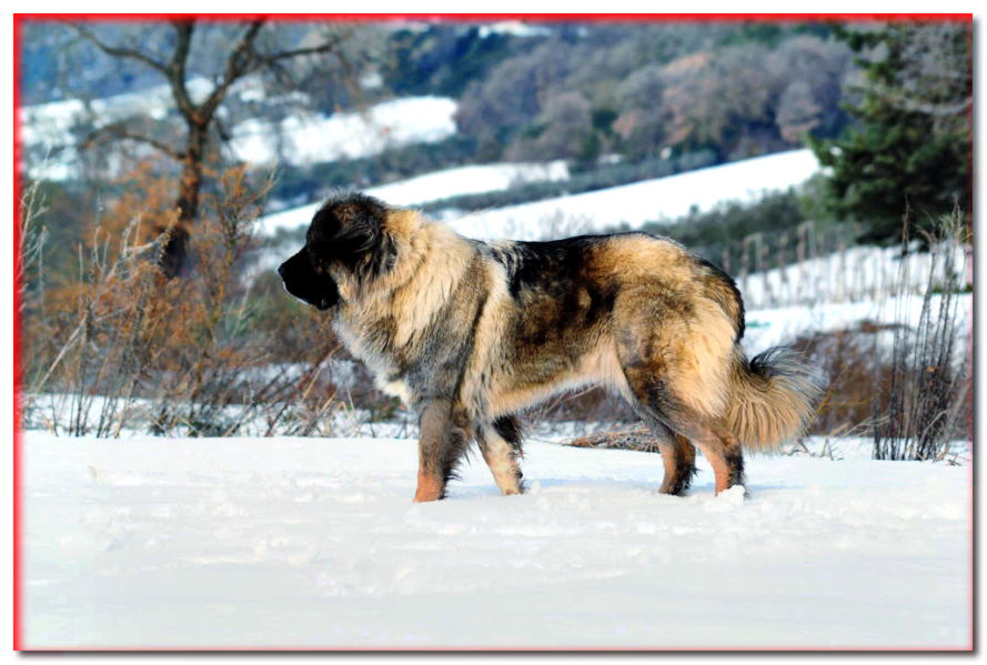 Pastor caucásico (cáucaso) - razas de perros - dogscap.com