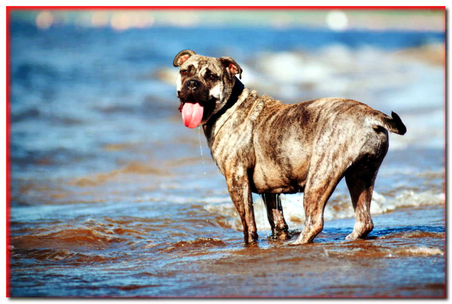 MAJORKI DOG - razas de perros - dogscap.com
