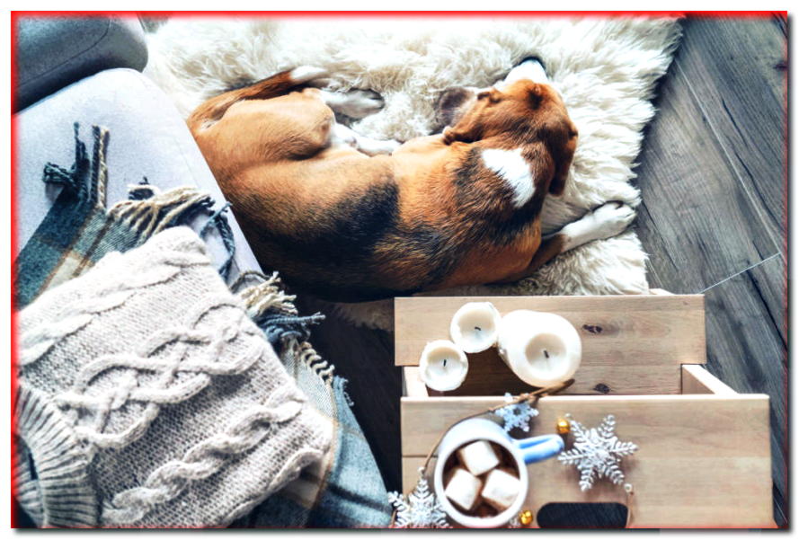 ¿Dónde y por qué a los perros les gusta descansar? ¿Son mejores las alfombras o baldosas? ¿Cómo limpiarlo?
