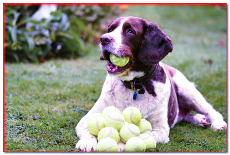¿Por qué a los perros les encantan las pelotas? ¡Conocemos la respuesta!