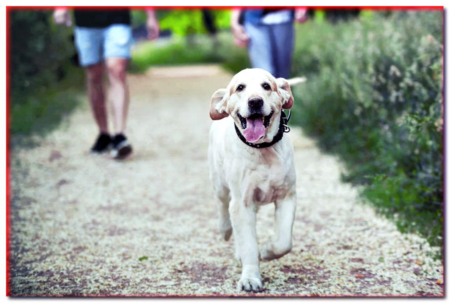 7 maneras de pasear perfectamente a tu perro
