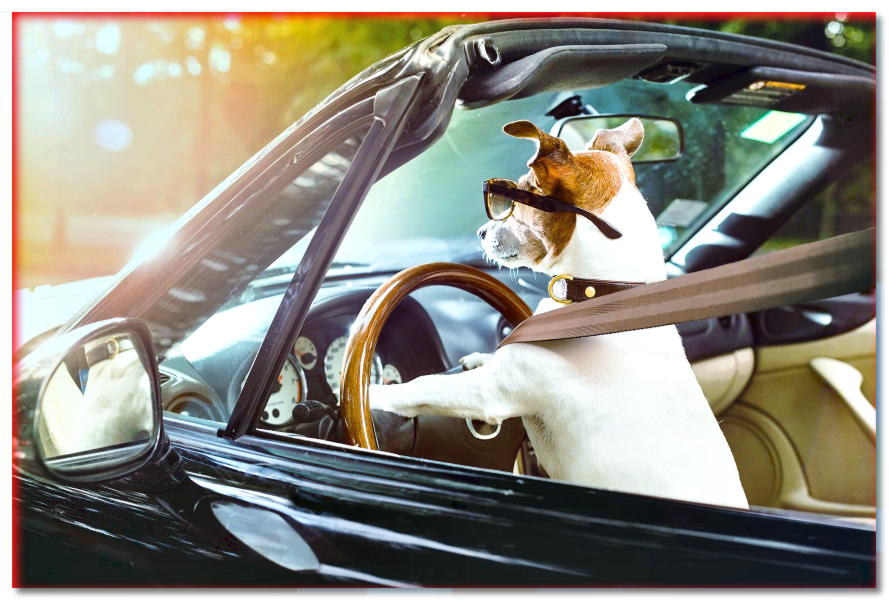 Un perro en un automóvil: ¿qué no se debe permitir con una mascota mientras se viaja?