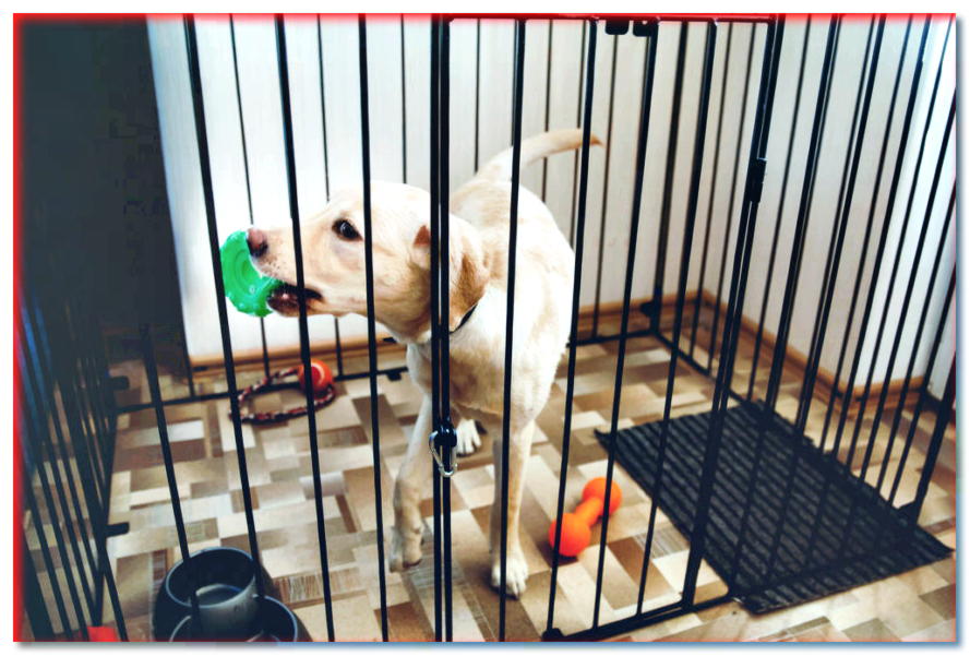 Jaula para perros: ¿habitación acogedora o celda de prisión?