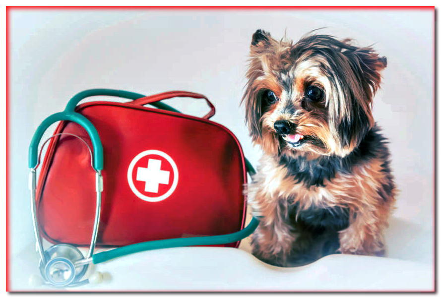 Botiquín de primeros auxilios para un perro. 5 cosas que siempre debes tener a mano