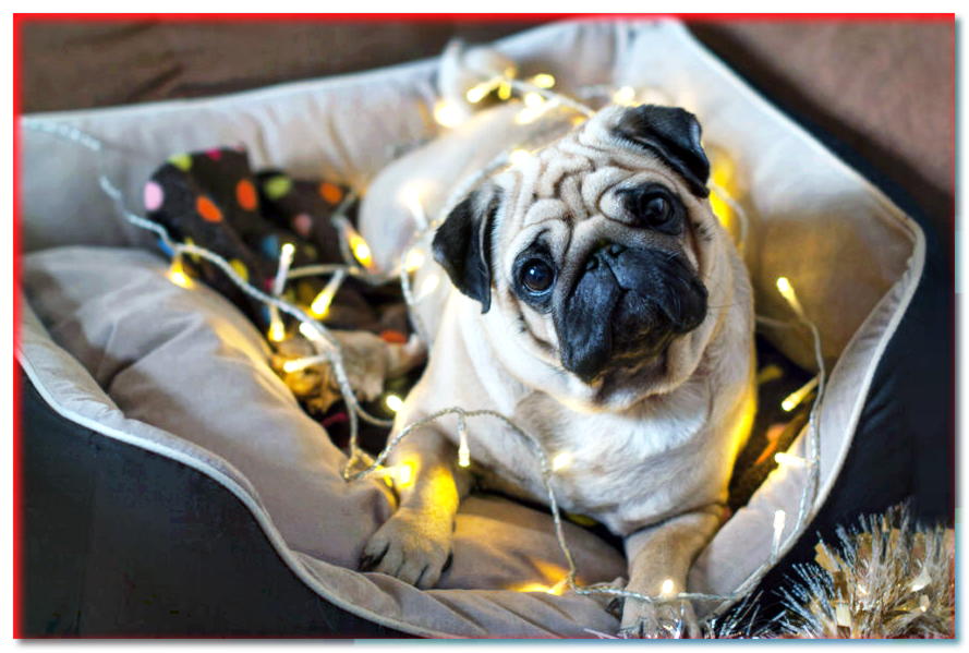 ¿Cómo calmar a tu perro en Nochevieja? ¡Estamos probando para ver si el CBD es la solución!