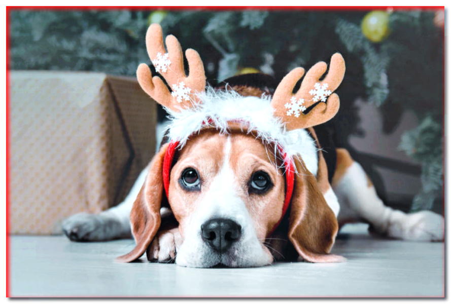 Navidad con el perro. ¿Cómo se ve la Navidad a través de los ojos de un perro? - dogscap.com