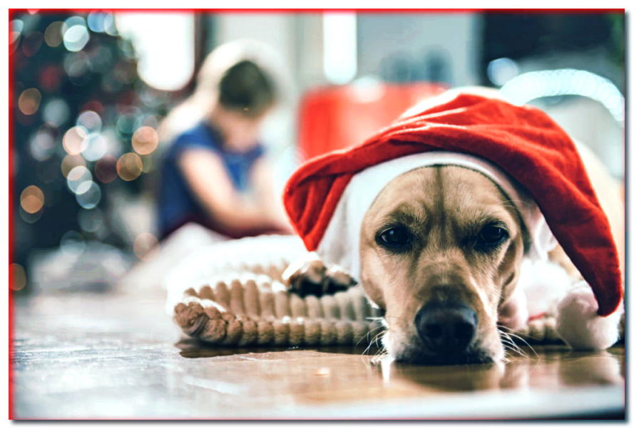 ¡Navidad, Navidad y nuestros perros están en problemas! ¿Por qué son peligrosos los tetrápodos?