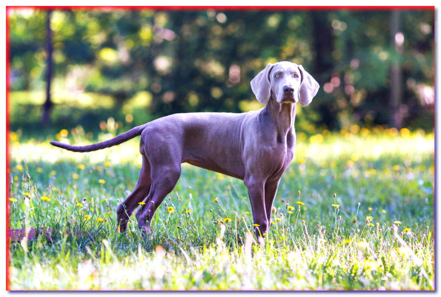 WEIMAR - razas de perros - dogscap.com