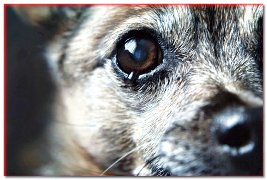 Ojos nublados en un perro: ¿pueden significar enfermedad?