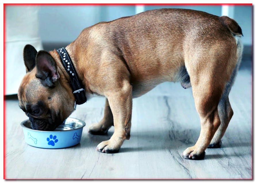 Alergia a los perros: ¿cuáles son los síntomas más comunes? - dogscap.com