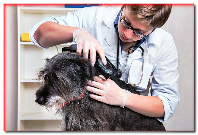 Babesiosis canina: ¿cuáles son sus síntomas? - dogscap.com