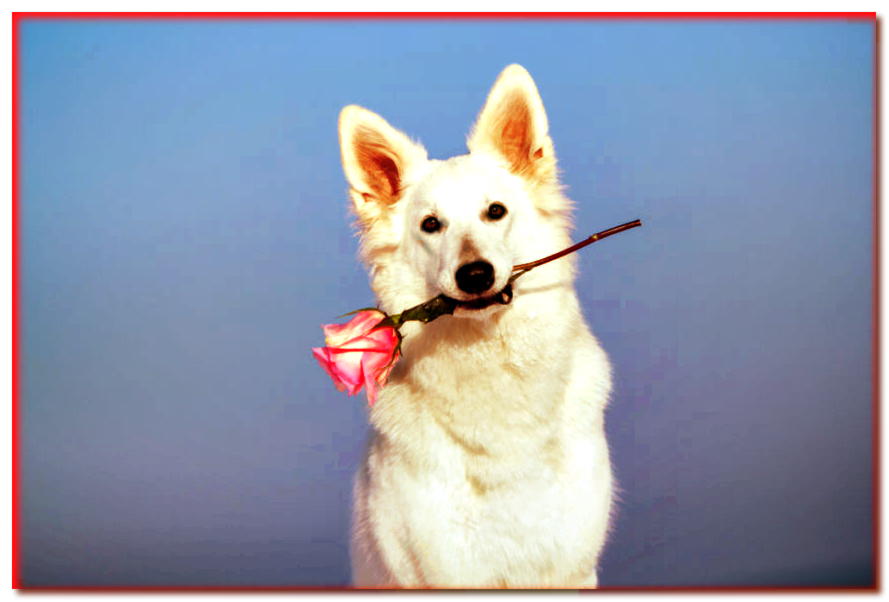 Prueba del día de San Valentín: ¿Tu perro realmente te ama?