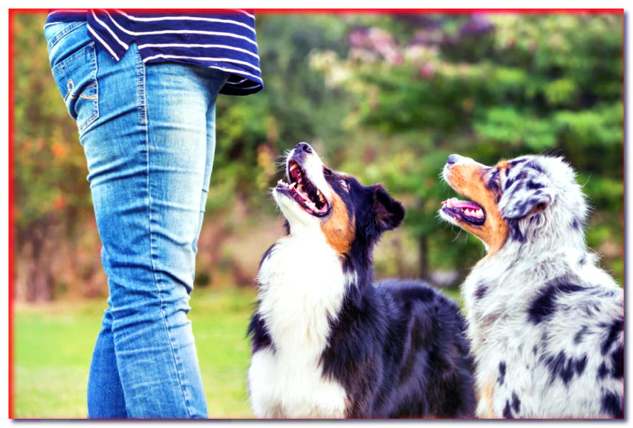 ¿Cómo elegir un buen especialista en comportamiento canino? ¡Algunos buenos consejos!